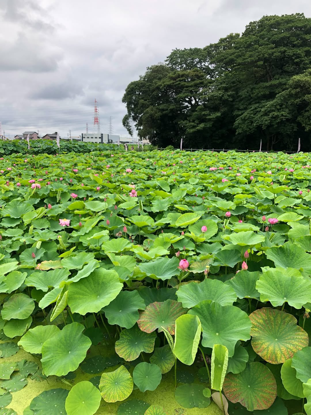 【竹村ひとし・愛西市議選】蓮の花の強さを持つ候補🪷